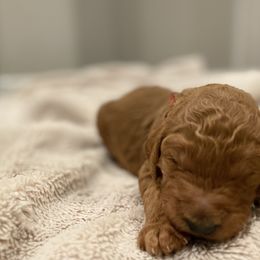 Poodle Puppies from Willow Rock Poodles