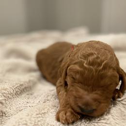 Poodle Puppies from Willow Rock Poodles
