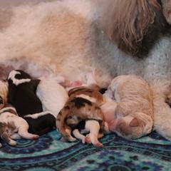 Border Collie and Bordoodle Puppies from Oregon Bordoodles