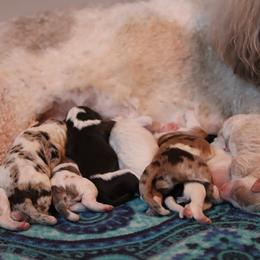 Border Collie and Bordoodle Puppies from Oregon Bordoodles