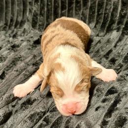 Wookie - Red merle male Aussiedoodle puppy in Castalia, Iowa from K&K Kennels