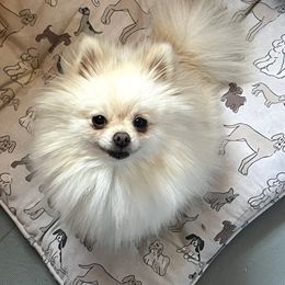 Chanel - Pomeranian