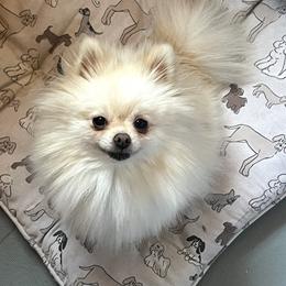 Chanel - Pomeranian