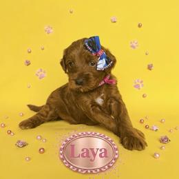 Leia - Red  female Goldendoodle puppy in American Fork, Utah from Kym’s Micro Mini Goldendoodles