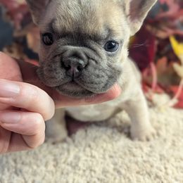 French Bulldog Puppies from Upstate Champion Kennels