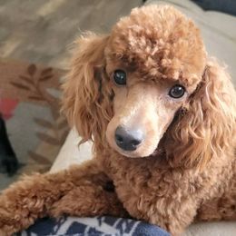 Goldendoodles and Poodles from East Valley Pups