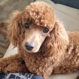 Goldendoodles and Poodles from East Valley Pups