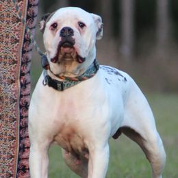 Pink - American Bulldog