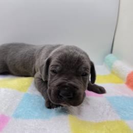 Diesel - Blue male Great Dane puppy in Kannapolis, North Carolina from Carolina Great Danes & Toy Poodles