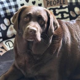 Sephie - Chocolate female Labrador Retriever puppy in Malabar, Florida from Mythic Labradors, LLC