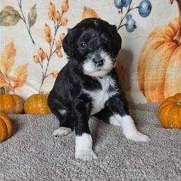 Nutmeg - Black and white female Sheepadoodle puppy in Austin, Texas from Darling Doodles