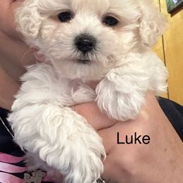 Luke - White male Bolognese puppy in Fall River Mills, California from Kenalee Farm