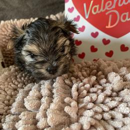 Izzy - Black & tan tri-color male Morkie puppy in Taylorsville, North Carolina from Mountain Top Hot Tailz