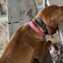 Vizslas from Mickle Farm Vizslas