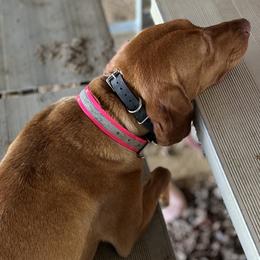 Vizslas from Mickle Farm Vizslas