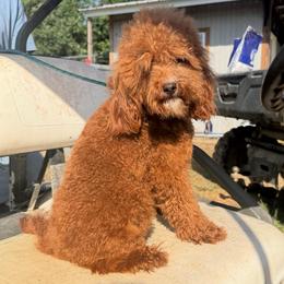 Harley - Goldendoodle