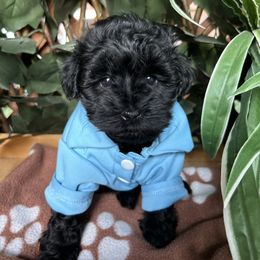 Miniature Schnauzer Puppies from K&K Precious Tx schnauzers