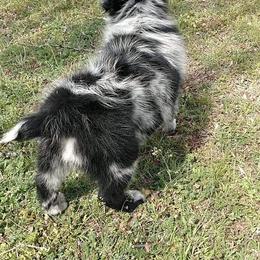 Australian Shepherd Puppies from Southern Boy Blues Aussies