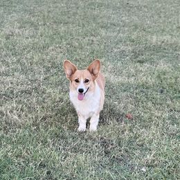 Lady - Pembroke Welsh Corgi