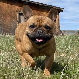 Kleio - French Bulldog
