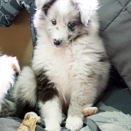 Rottweiler and Toy Shetland Sheepdog Puppies from Mountain High Kennels