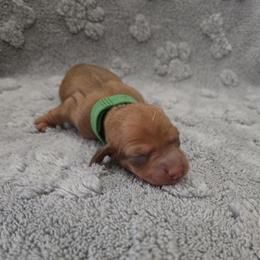 Blue - Chocolate and tan male Dachshund puppy in Mulberry, Florida from J's Mini Dachshunds
