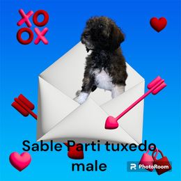 Poodle Puppies from Paddock's Purebred Poodles