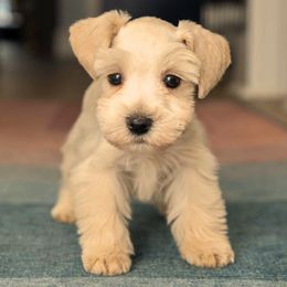 Crème - Wheaten Miniature Schnauzer puppy in New Orleans, Louisiana from R3 Schnauzers