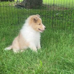 Edwin - Sable and white male Collie puppy in Mattoon, Illinois from Gold Leaf Collies