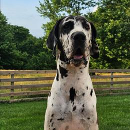 Chaos - Great Dane