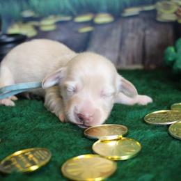 Oakley - Cream male Dachshund puppy in Pace, Florida from Shoebox Doxie’s