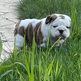 Bulldogs and French Bulldogs from LaBonte Bulldogs