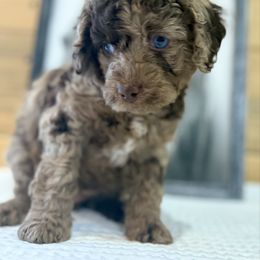 Jelly Roll - Red merle male Aussiedoodle puppy in Arizona from Coats of Many Colors LLC