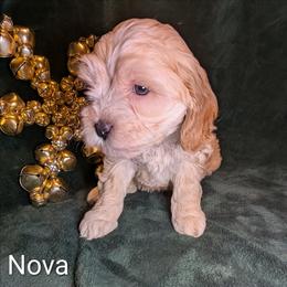Nova Lee - Cream female Cockapoo puppy in Sunset, Louisiana from Cano Cockapoos