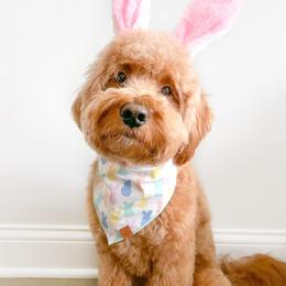 Goldendoodle Puppies from KZ Doodles