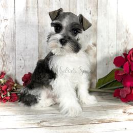 Miniature Schnauzer Puppies from Silver Sage Schnauzers
