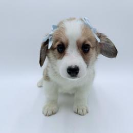 Dori - Fawn female Pembroke Welsh Corgi puppy in Vacaville, California from Hope_4thebay_Corgis