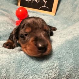 Pepper - Dapple male Dachshund puppy in Oscoda, Michigan from Northland Dachshunds