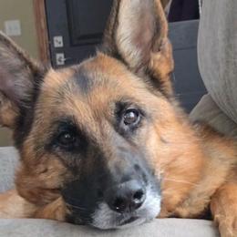 Queenie - German Shepherd