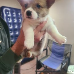Girl 3 - Pembroke Welsh Corgi puppy from S and S Corgi's