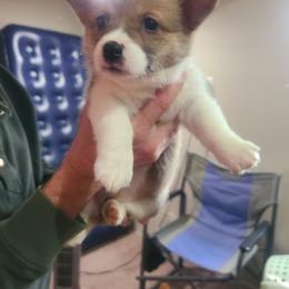 Girl 3 - Pembroke Welsh Corgi puppy from S and S Corgi's