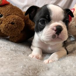 Alana - Black brindle and white female Boston Terrier puppy in London, Kentucky from Antjie Boston