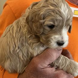 Sage - Cream female Goldendoodle puppy in Buford, Georgia from Guppy Puppies