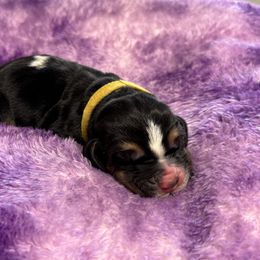Rachel - Black white and tan female Basset Hound puppy in Richmond, Kentucky from Walters Hollow Hounds