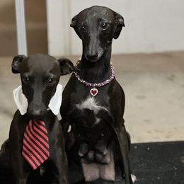 Italian Greyhounds from Black Hill Italian Greyhounds