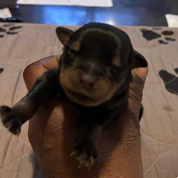 Boy 2 lite blue collar - Black and rust male Rottweiler puppy in Grand Rapids, Michigan from Rott-Squad Kennels