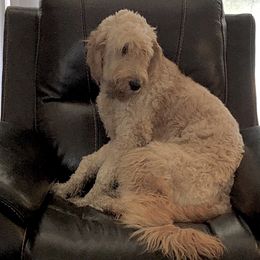 Rosie or No! - Goldendoodle