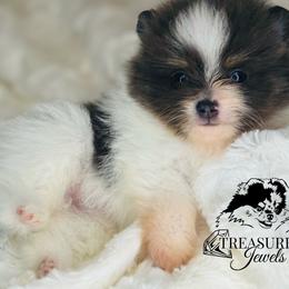 Pomeranian Puppies from Treasured Jewels Pomeranians