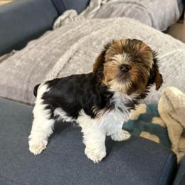 Black and White Girl - Parti female Yorkshire Terrier puppy in North Las Vegas, Nevada from KD's Yorkshire Terriers