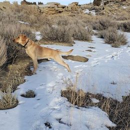 Labrador Retriever All Grown Up from White Mountain Kennels